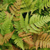 Niervaren - Dryopteris erythrosora - Op soort