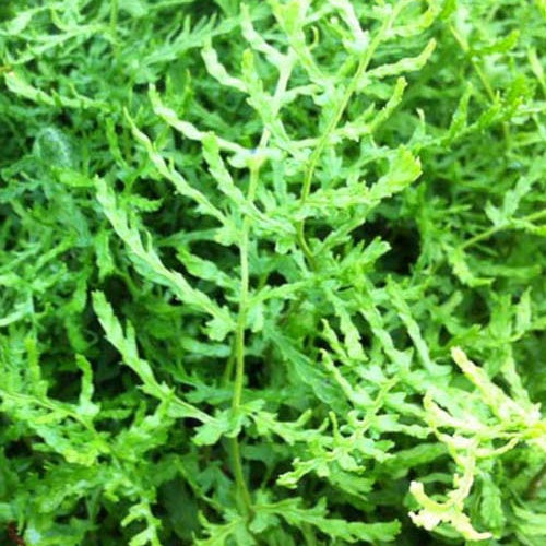 Niervaren Linearis Polydactyla - Bakker