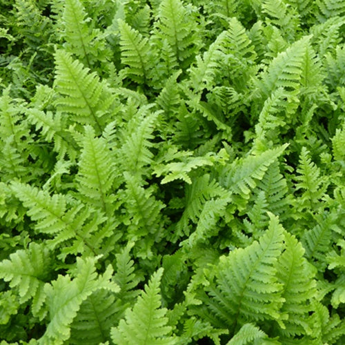 Mannetjesvaren 'Cristata' - Bakker