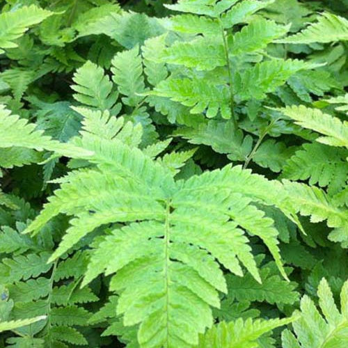 Niervaren - Dryopteris goldiana - Kamerplanten