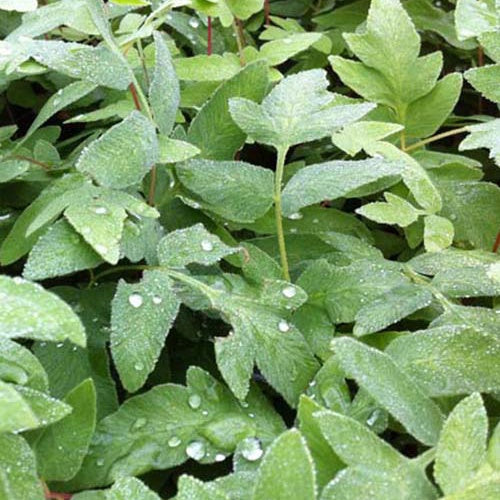 Koningsvaren Purpurascens - Bakker