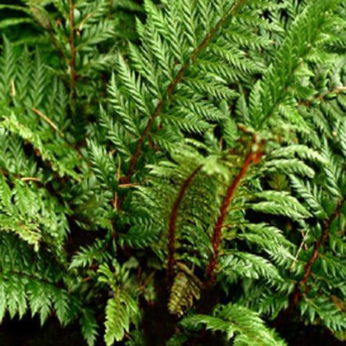 Dryopteridaceae Siny Holly Fern - Polystichum shinny holly fern - Kamerplanten
