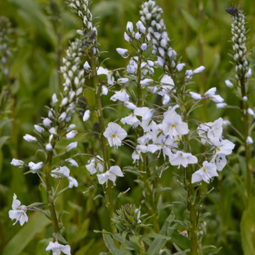 Ereprijss (x3) - Veronica gentianoides - Tuinplanten