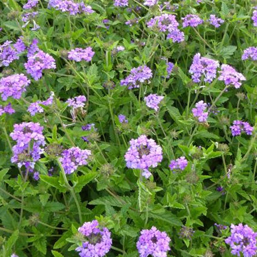 Ijzerhard Muriel - Verbena muriel - Tuinplanten