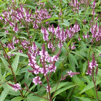 Ijzerhard hastée Rosea - Verbena hastata rosea - Tuinplanten