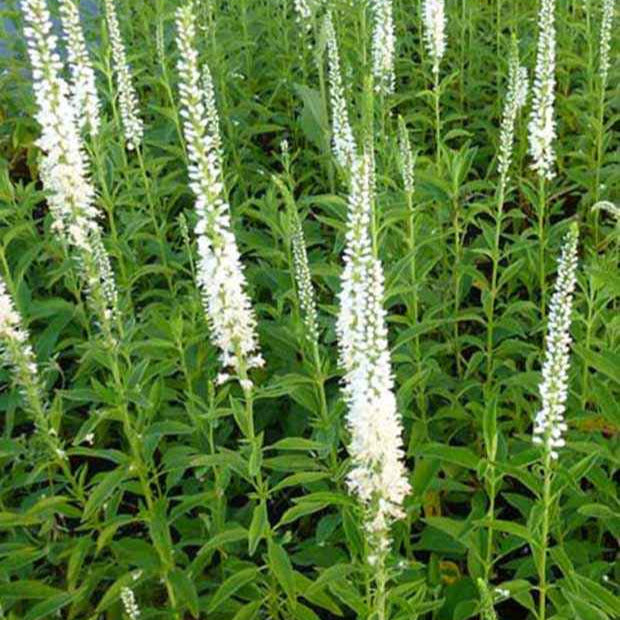 Ereprijs 'Schneeriesin' - Veronica longifolia schneeriesin - Tuinplanten