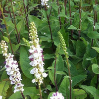 Toorts (x3) - Verbascum nigrum var. album - Tuinplanten