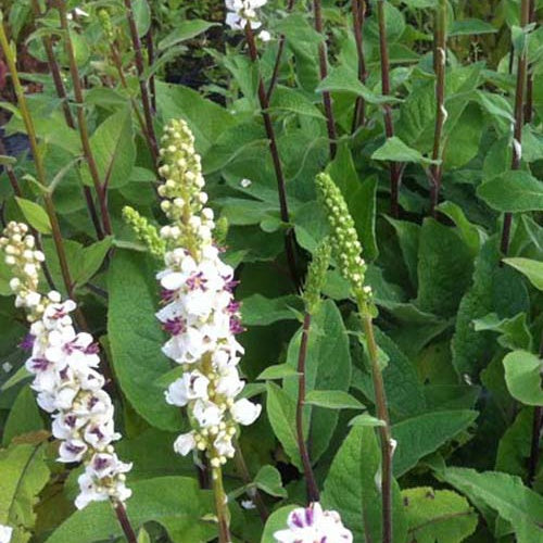 Toorts (x3) - Verbascum nigrum var. album - Tuinplanten