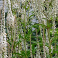 Scrophulariaceae blanche - Veronicastrum virginicum album - Tuinplanten