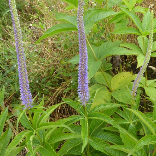 Scrophulariaceae Apollo - Veronicastrum virginicum apollo - Tuinplanten