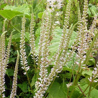 Scrophulariaceae Pink Glow - Veronicastrum virginicum pink glow - Heesters en vaste planten