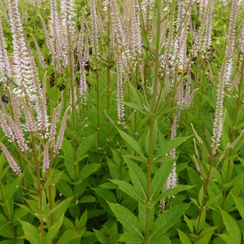 Scrophulariaceae Roseum - Veronicastrum virginicum roseum - Tuinplanten