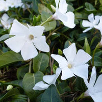 Maagdenpalm Gertrude Jekyll (x3) - Vinca minor gertrude jekyll - Tuinplanten