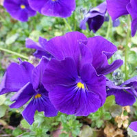 Viooltje Martin (x3) - Viola cornuta martin - Tuinplanten