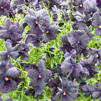 Viooltje Molly Sanderson (x3) - Viola cornuta molly sanderson - Tuinplanten