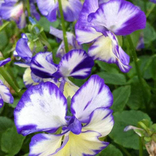 Viooltje Rebecca (x3) - Viola cornuta rebecca - Tuinplanten
