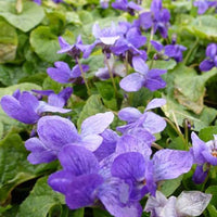 Viooltje Königin Charlotte (x3) - Viola odorata königin charlotte - Tuinplanten