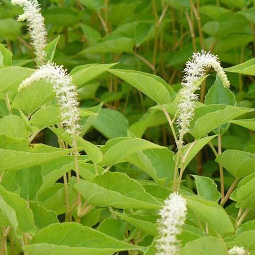 Salamanderstaart - Saururus chinensis - Tuinplanten