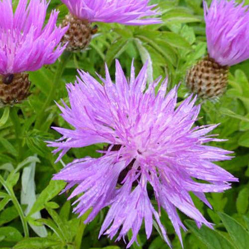 Roze korenbloem - Centaurea dealbata - Tuinplanten