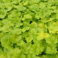 Purperklokje 'Sweet Tart' - Heuchera sweet tart - little cutie series - Tuinplanten