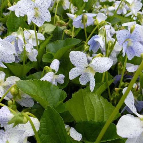 Viooltje 'Freckles' - Viola sororia freckles - Heesters en vaste planten