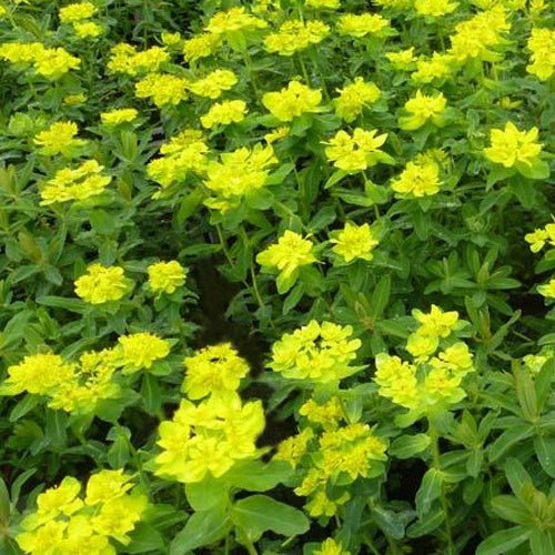 Wolfsmelk - Euphorbia polychroma - Tuinplanten