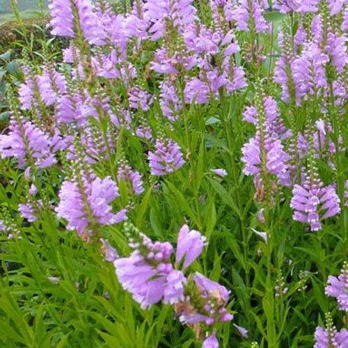 Scharnierbloem Bouquet Rose - Physostegia virginiana 'bouquet rose' - Tuinplanten