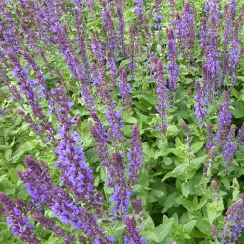 Salie 'Blaukönigin' - Salvia nemorosa Blaukönigin - Bakker