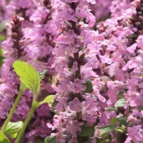 Kruipend zenegroen Purple Torch - Bakker