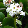 Schoenlappersplant Bressingham White - Bergenia Bressingham White - Tuinplanten