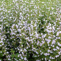 Bergsteentijm Clinopodium nepeta (x3) - Calamintha nepeta subsp. nepeta - Tuinplanten