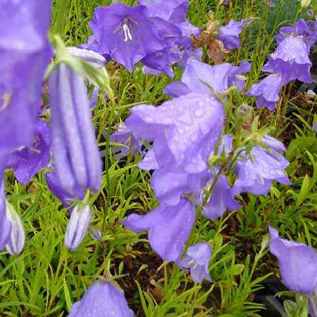 Prachtklokje (x3) - Campanula persicifolia - Tuinplanten