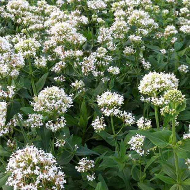 Witte valeriaan 'Albus' - Centranthus ruber albus - Tuinplanten