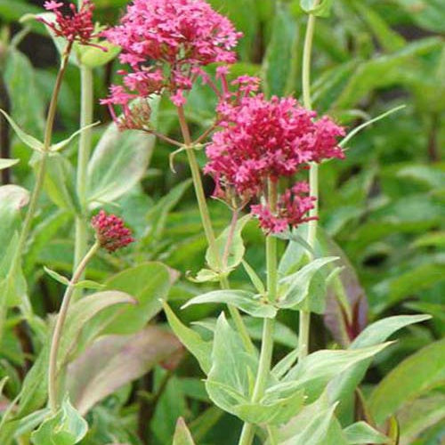Slangebaard Coccineus - Bakker