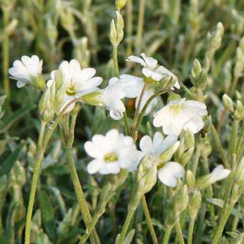 Verkoop Hoornbloem - Cerastium biebersteinii