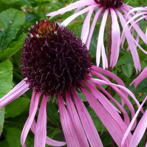 Zonnehoed pâle Zonnehoed - Echinacea pallida - Tuinplanten