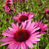 Zonnehoed Fatal Attraction Zonnehoed - Echinacea purpurea fatal attraction - Tuinplanten