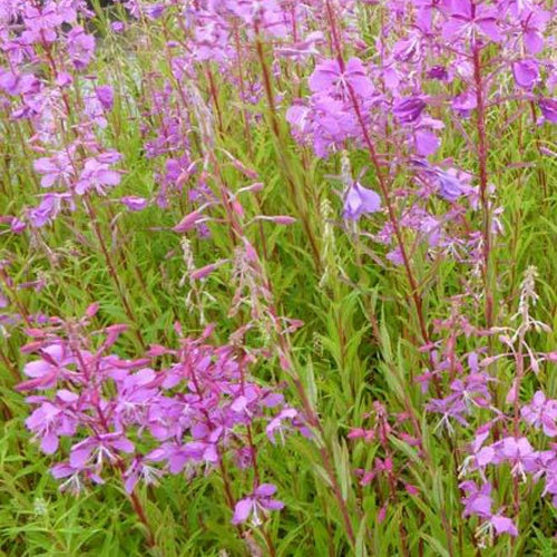 Basterdwederik Saint-Antoine - Epilobium angustifolium - Tuinplanten