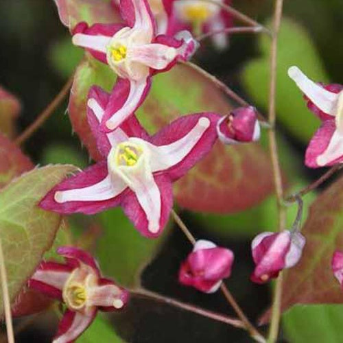 Elfenbloem 'Galadriel' - Bakker