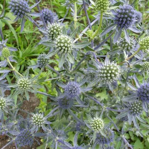 Kruisdistel Blauer Zwerg - Eryngium planum blauer zwerg - Tuinplanten