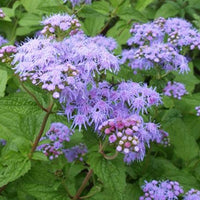 Leverkruid - Conoclinium coelestinum - Tuinplanten