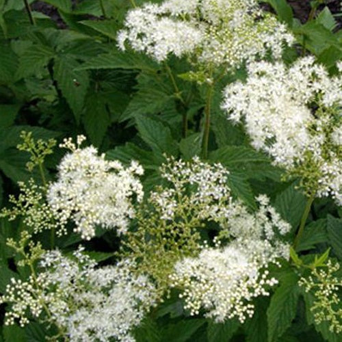 Knolspirea Alba - Bakker