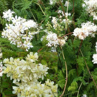 Knolspirea Spirée Filipendules (x3) - Filipendula vulgaris - Tuinplanten