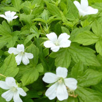 Ooievaarsbek Silverwood - Geranium nodosum silverwood - Tuinplanten