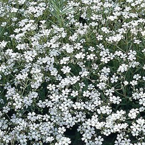 Gipskruid Gypsophila Paniculata Online Kopen Op Bakker Gipskruid Gypsophila Paniculata Online Kopen Op Bakker