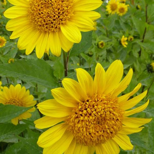 Zonnebloem 'Capenoch Star' - Bakker