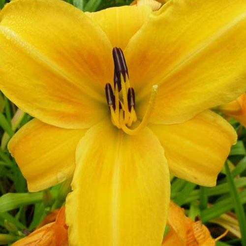 Daglelie Chicago Sunrise - Bakker