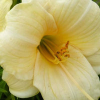 Daglelie Precious D'Oro - Bakker