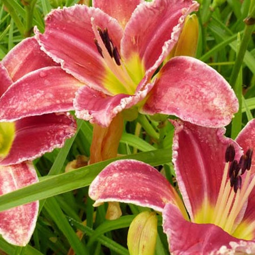 Daglelie Startle' Startle Lys d'un jour - Hemerocallis startle - Tuinplanten