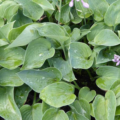 Hartlelie Blue Cadet Funkia - Hosta blue cadet - Tuinplanten